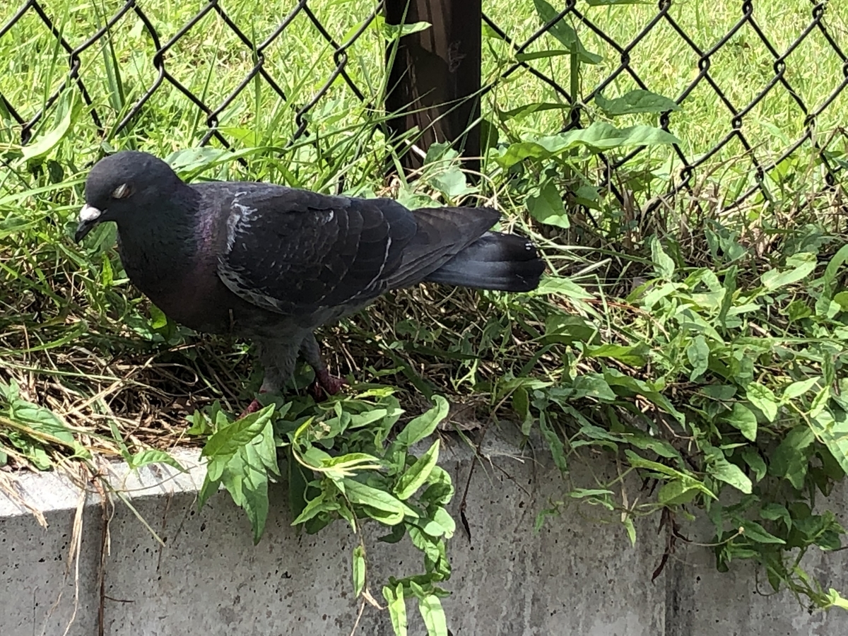 f:id:hideki-sansho:20190615101051j:plain f:id:hideki-sansho:20190615101051j:plain