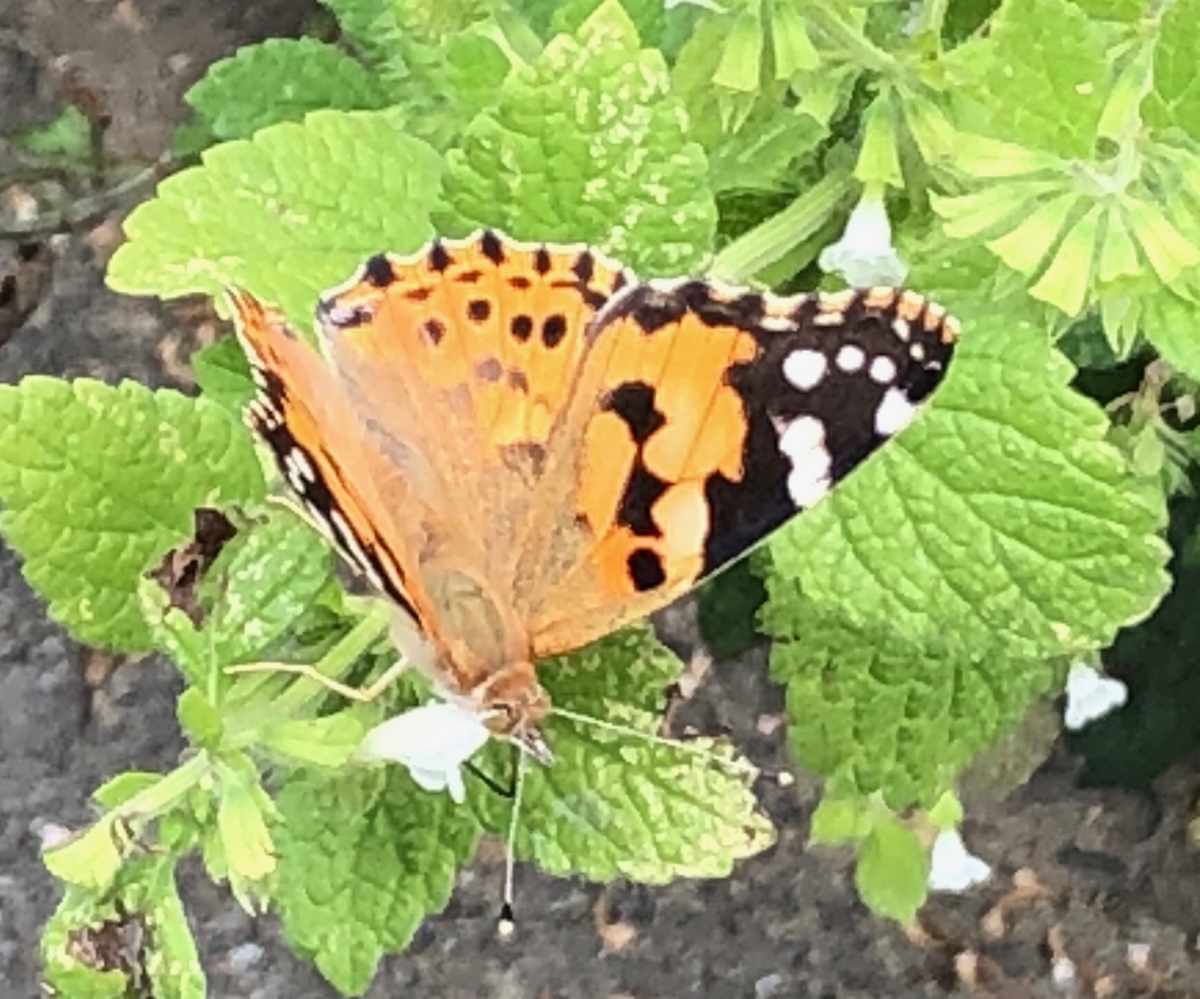 f:id:hideki-sansho:20190623111639j:plain f:id:hideki-sansho:20190623111639j:plain