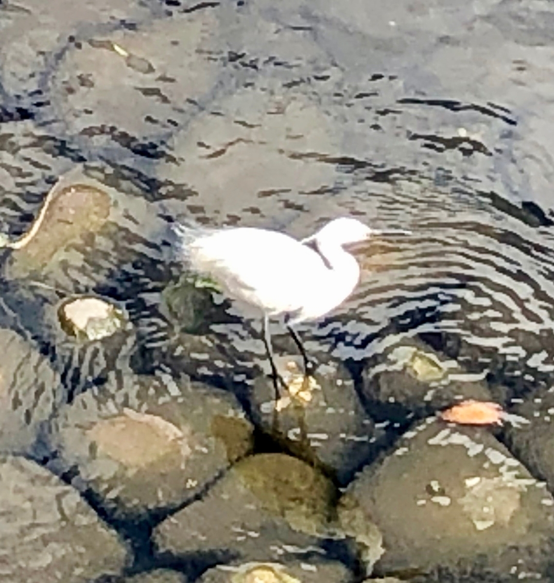 f:id:hideki-sansho:20190623111645j:plain f:id:hideki-sansho:20190623111645j:plain