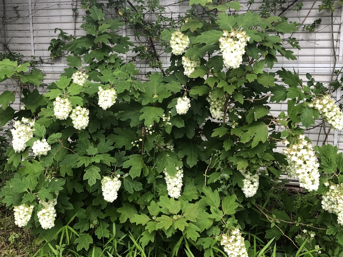 f:id:hideki-sansho:20190624133004j:plain f:id:hideki-sansho:20190624133004j:plain