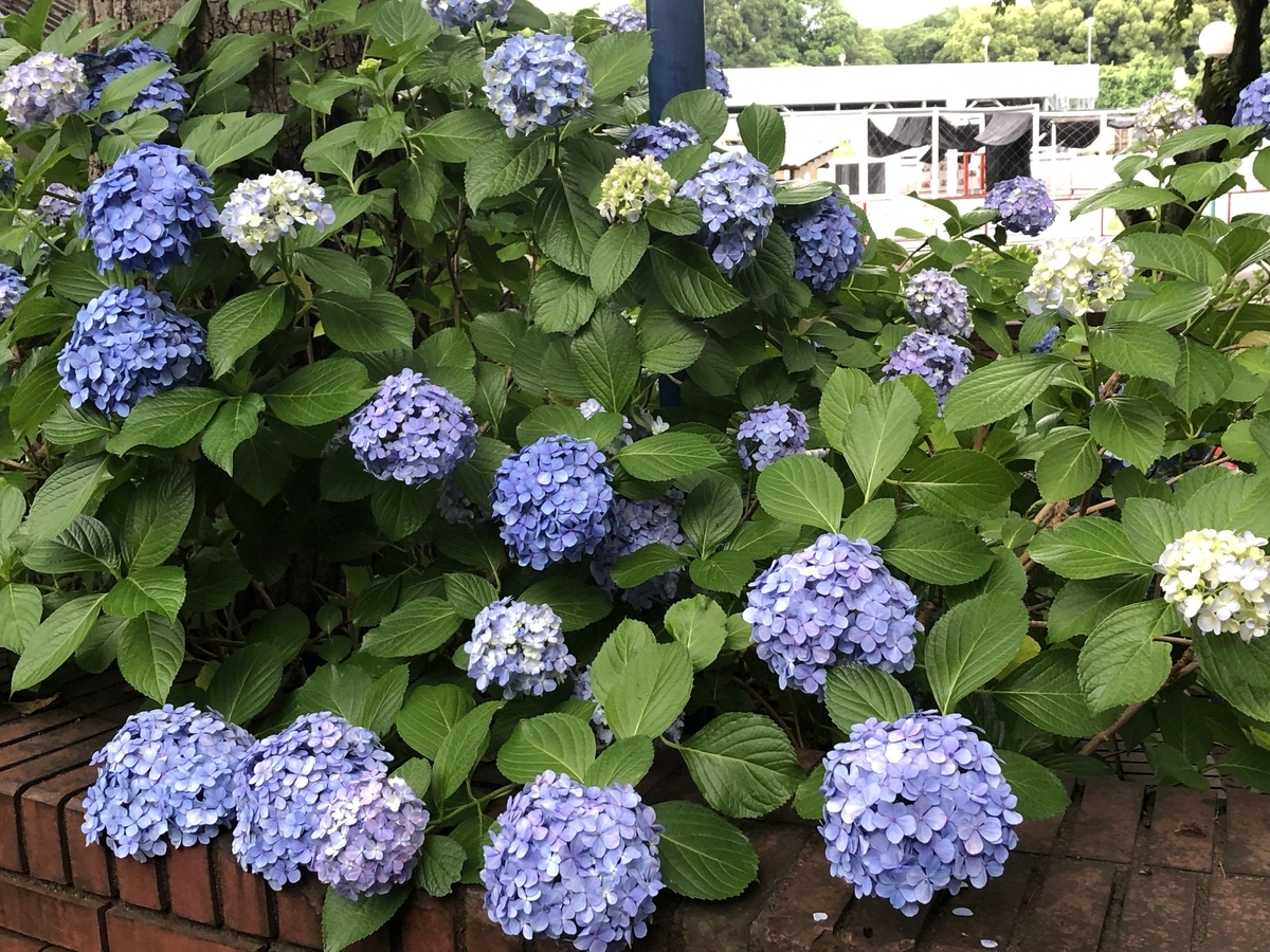 f:id:hideki-sansho:20190624133016j:plain f:id:hideki-sansho:20190624133016j:plain