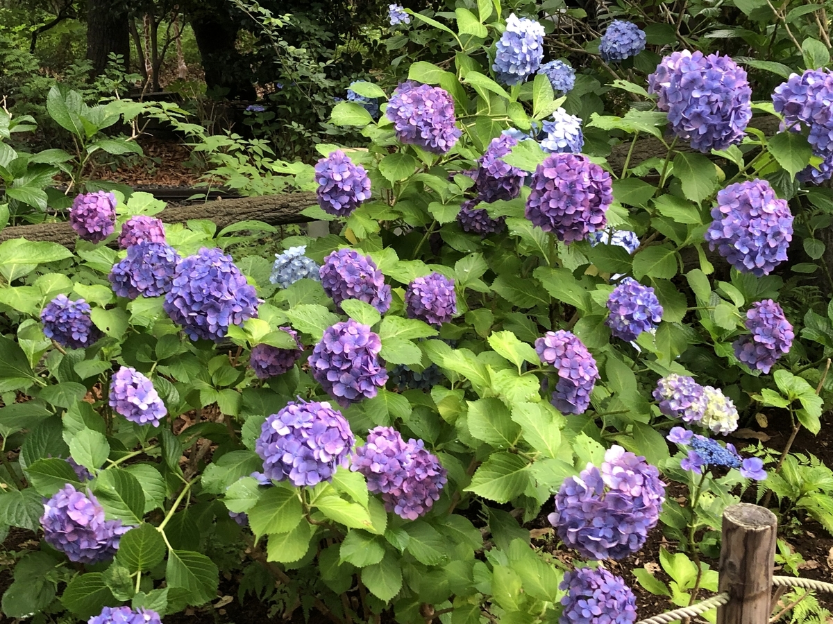 f:id:hideki-sansho:20190624133030j:plain f:id:hideki-sansho:20190624133030j:plain