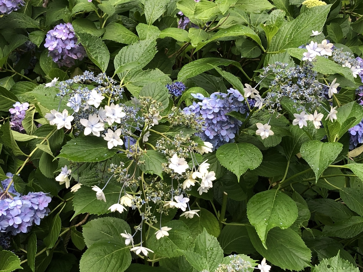 f:id:hideki-sansho:20190624133053j:plain f:id:hideki-sansho:20190624133053j:plain