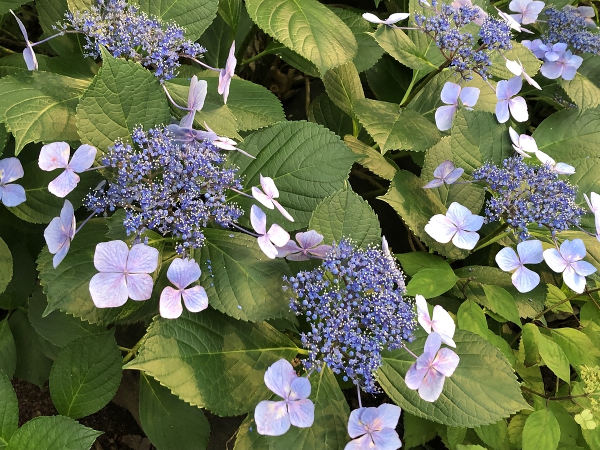f:id:hideki-sansho:20190624133105j:plain f:id:hideki-sansho:20190624133105j:plain
