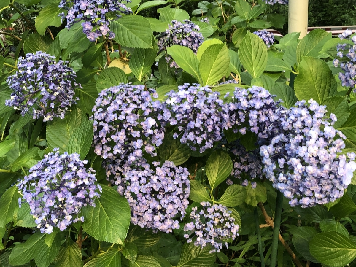 f:id:hideki-sansho:20190624133117j:plain f:id:hideki-sansho:20190624133117j:plain
