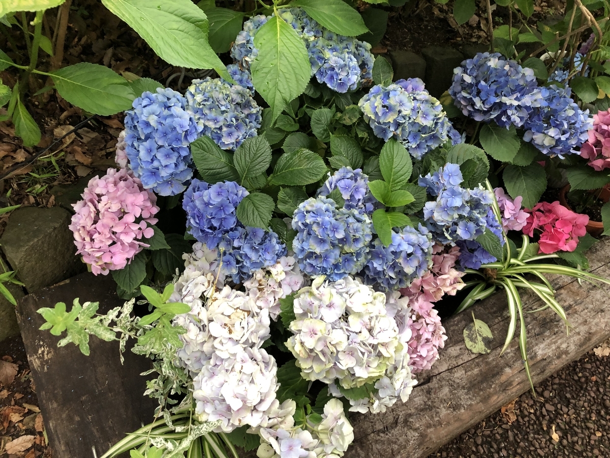 f:id:hideki-sansho:20190624133131j:plain f:id:hideki-sansho:20190624133131j:plain