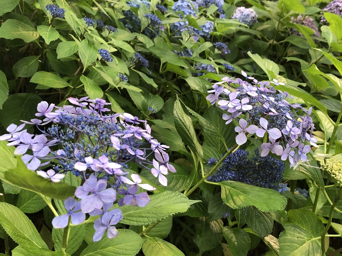 f:id:hideki-sansho:20190624133143j:plain f:id:hideki-sansho:20190624133143j:plain