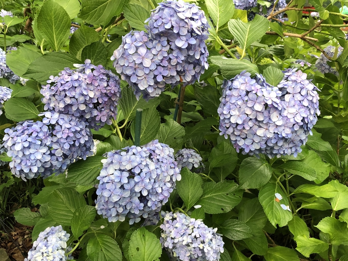 f:id:hideki-sansho:20190624133156j:plain f:id:hideki-sansho:20190624133156j:plain