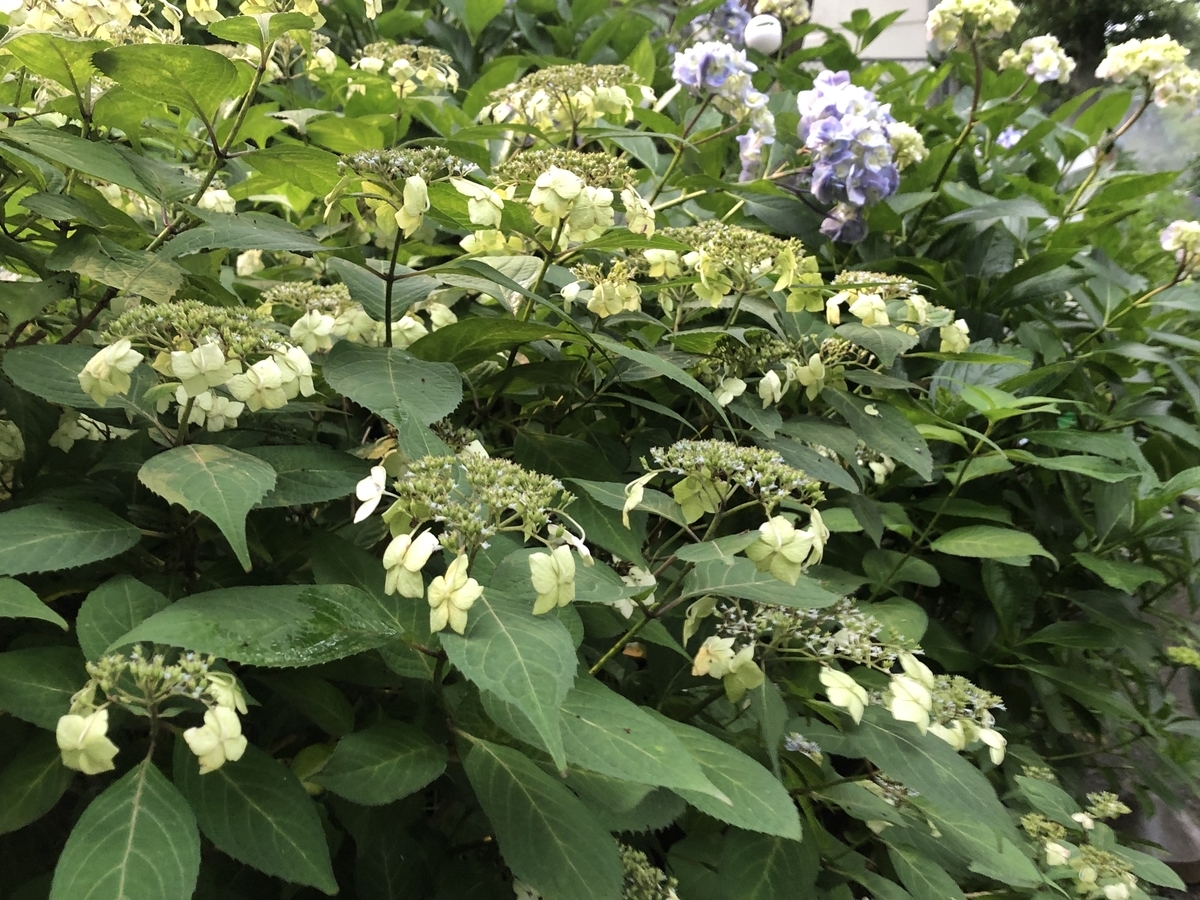 f:id:hideki-sansho:20190624133221j:plain f:id:hideki-sansho:20190624133221j:plain