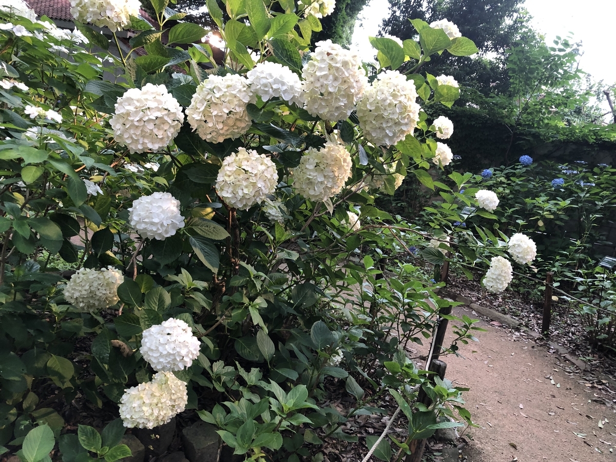 f:id:hideki-sansho:20190624133313j:plain f:id:hideki-sansho:20190624133313j:plain