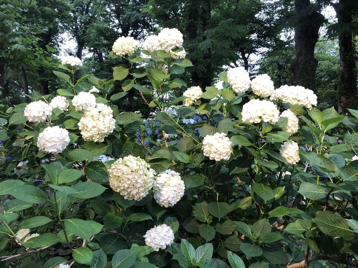 f:id:hideki-sansho:20190624133325j:plain f:id:hideki-sansho:20190624133325j:plain