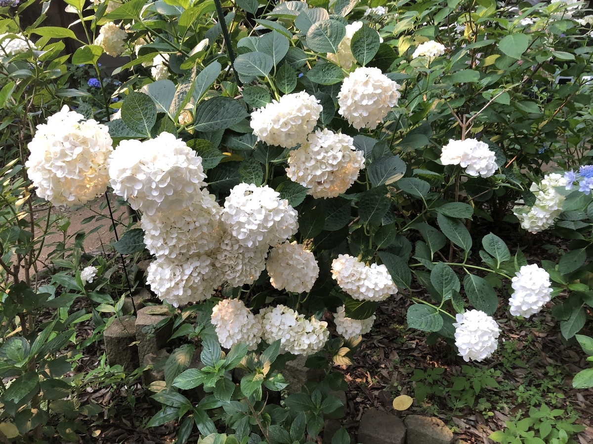 f:id:hideki-sansho:20190624133352j:plain f:id:hideki-sansho:20190624133352j:plain