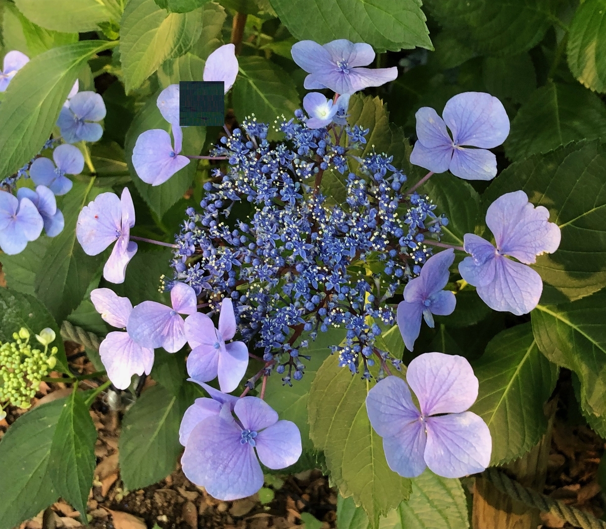 f:id:hideki-sansho:20190624133405j:plain f:id:hideki-sansho:20190624133405j:plain
