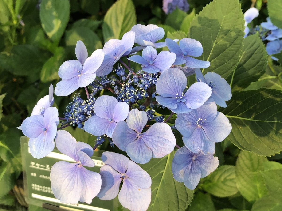 f:id:hideki-sansho:20190624133415j:plain f:id:hideki-sansho:20190624133415j:plain