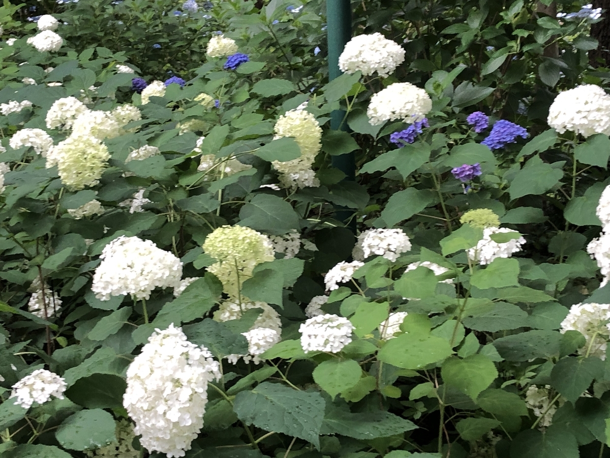 f:id:hideki-sansho:20190624133746j:plain f:id:hideki-sansho:20190624133746j:plain