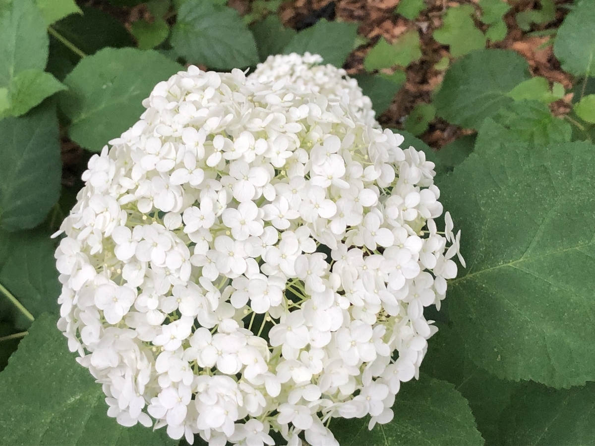 f:id:hideki-sansho:20190624133757j:plain f:id:hideki-sansho:20190624133757j:plain
