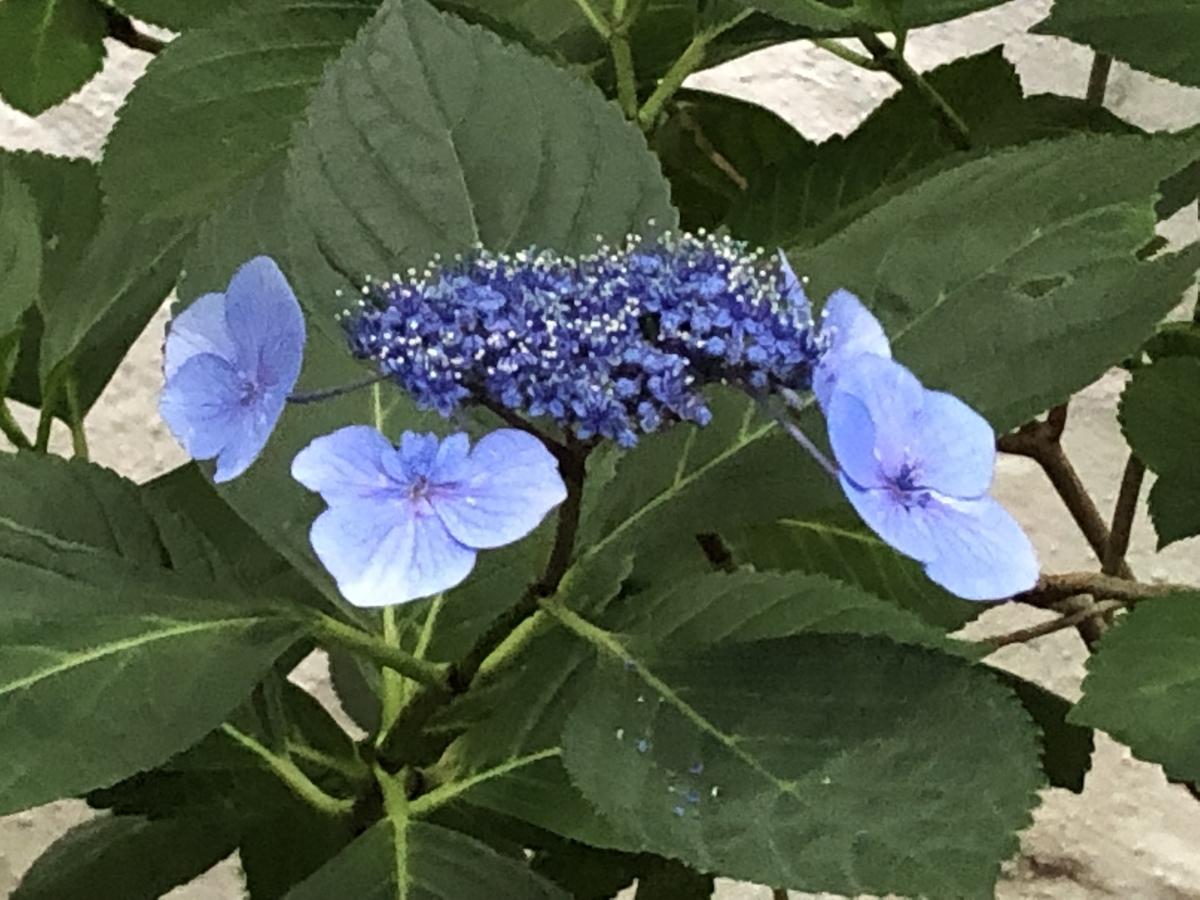 f:id:hideki-sansho:20190624133808j:plain f:id:hideki-sansho:20190624133808j:plain