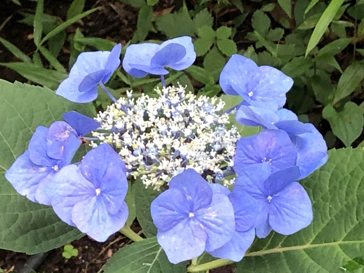 f:id:hideki-sansho:20190624133818j:plain f:id:hideki-sansho:20190624133818j:plain