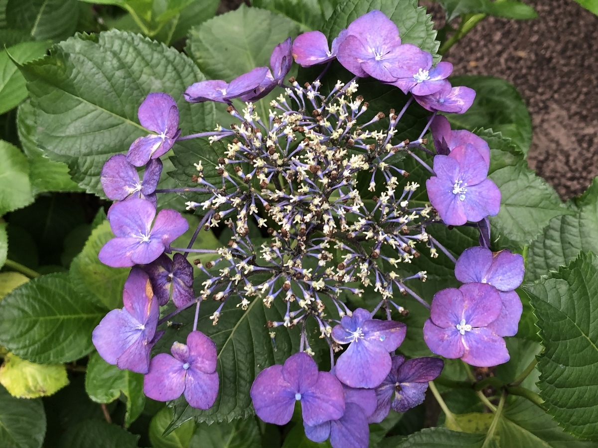 f:id:hideki-sansho:20190624133829j:plain f:id:hideki-sansho:20190624133829j:plain