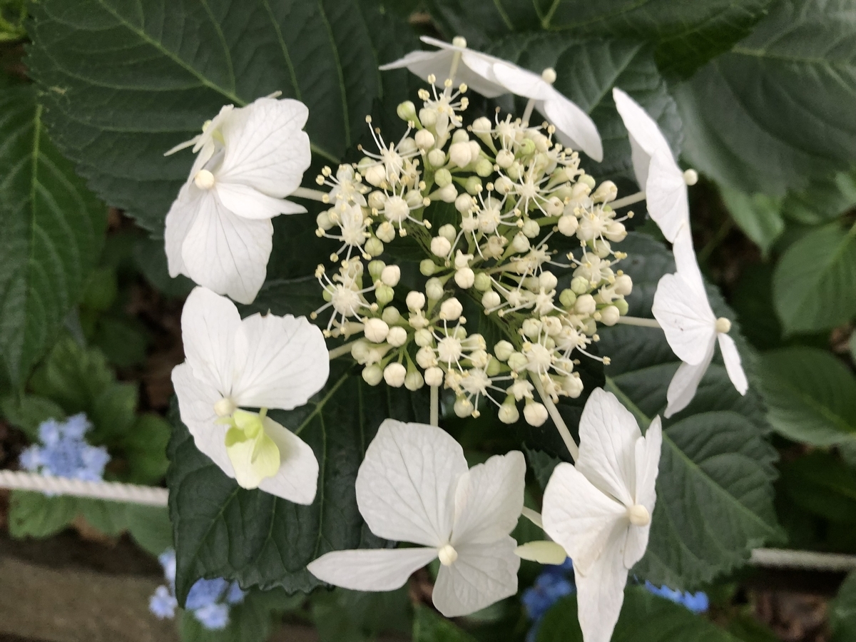f:id:hideki-sansho:20190624133840j:plain f:id:hideki-sansho:20190624133840j:plain