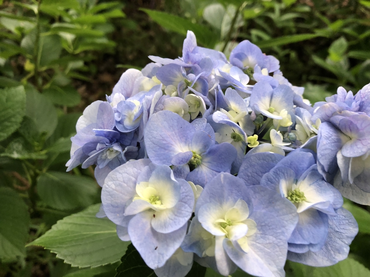 f:id:hideki-sansho:20190624133852j:plain f:id:hideki-sansho:20190624133852j:plain