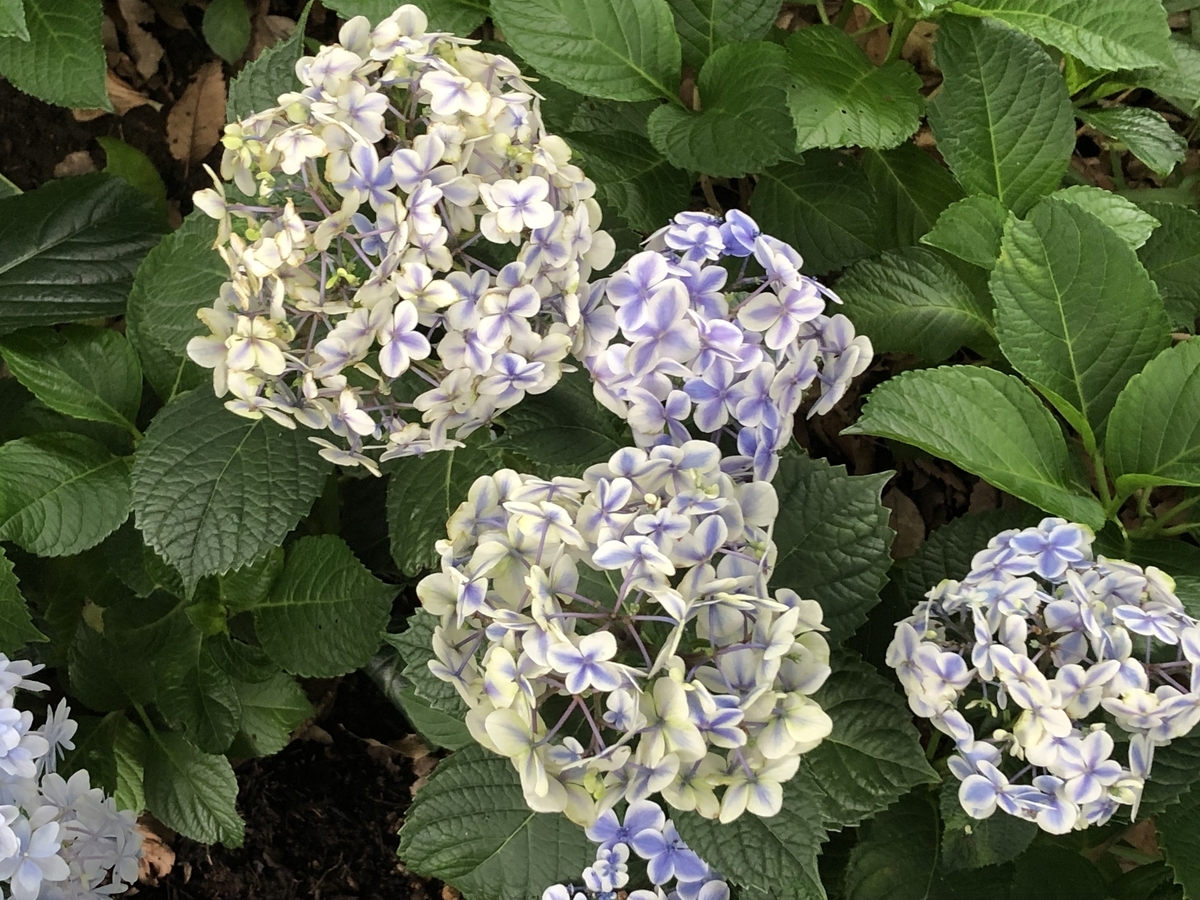 f:id:hideki-sansho:20190624133904j:plain f:id:hideki-sansho:20190624133904j:plain
