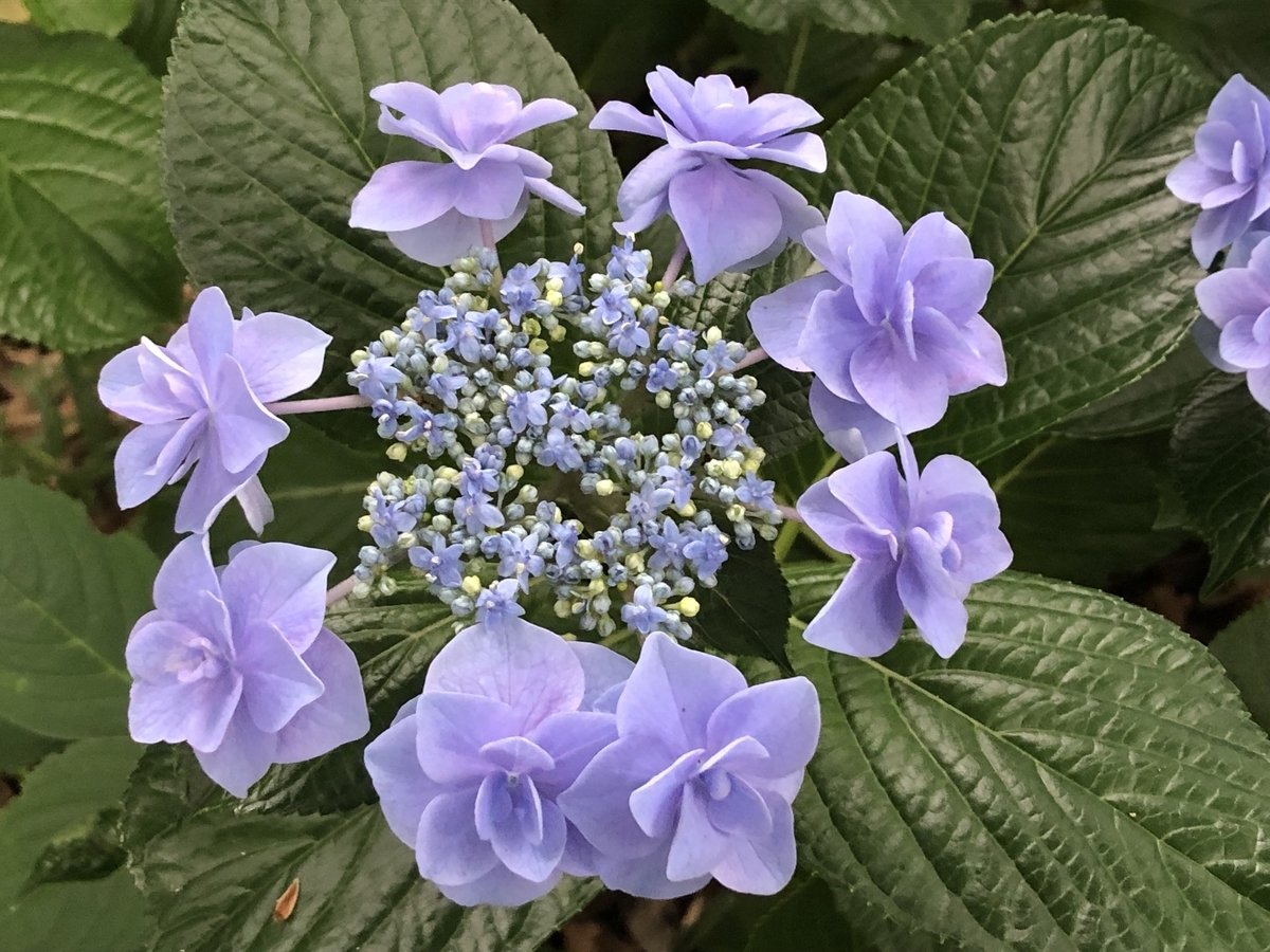 f:id:hideki-sansho:20190624133917j:plain f:id:hideki-sansho:20190624133917j:plain