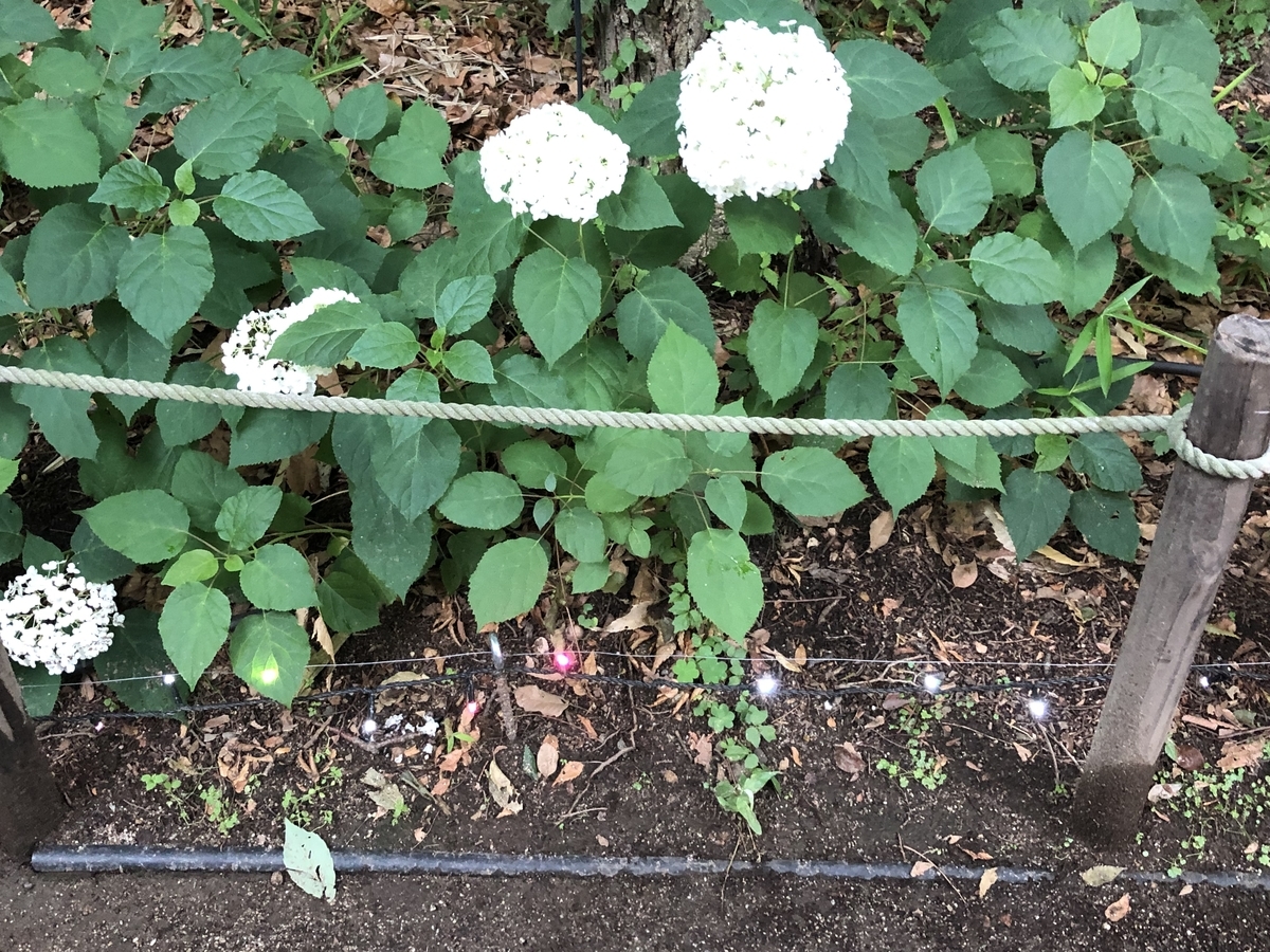 f:id:hideki-sansho:20190624134546j:plain f:id:hideki-sansho:20190624134546j:plain