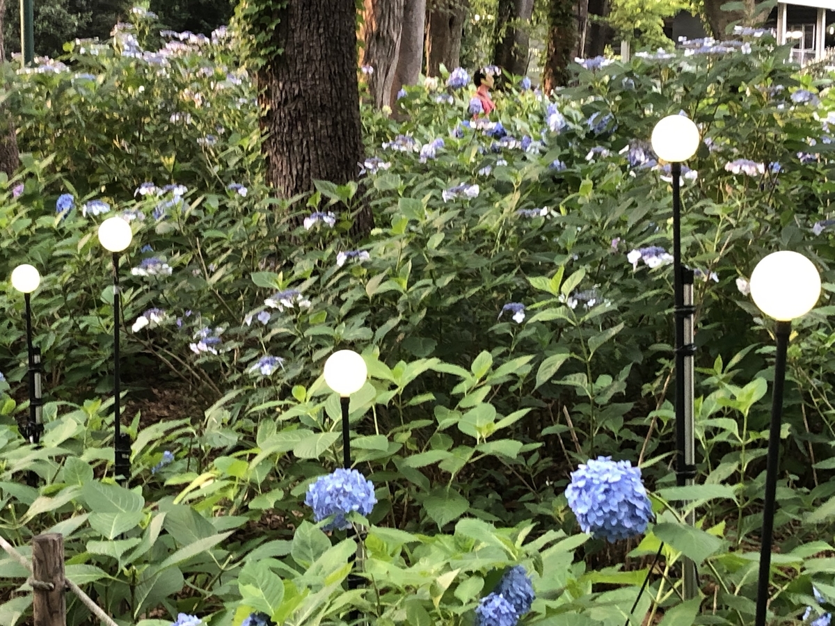 f:id:hideki-sansho:20190624134919j:plain f:id:hideki-sansho:20190624134919j:plain