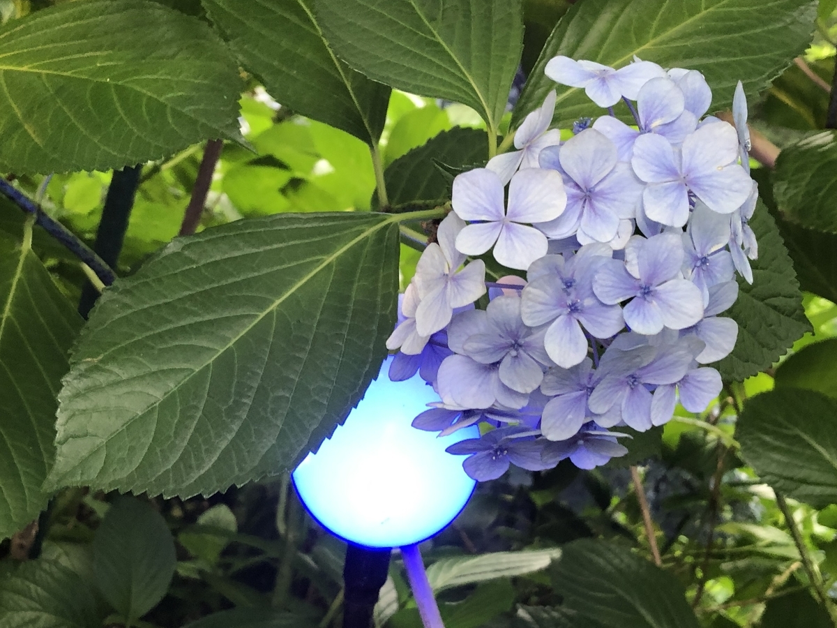 f:id:hideki-sansho:20190624135054j:plain f:id:hideki-sansho:20190624135054j:plain