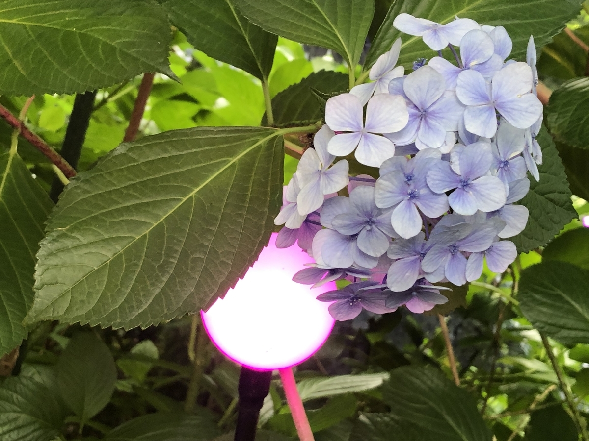 f:id:hideki-sansho:20190624135107j:plain f:id:hideki-sansho:20190624135107j:plain