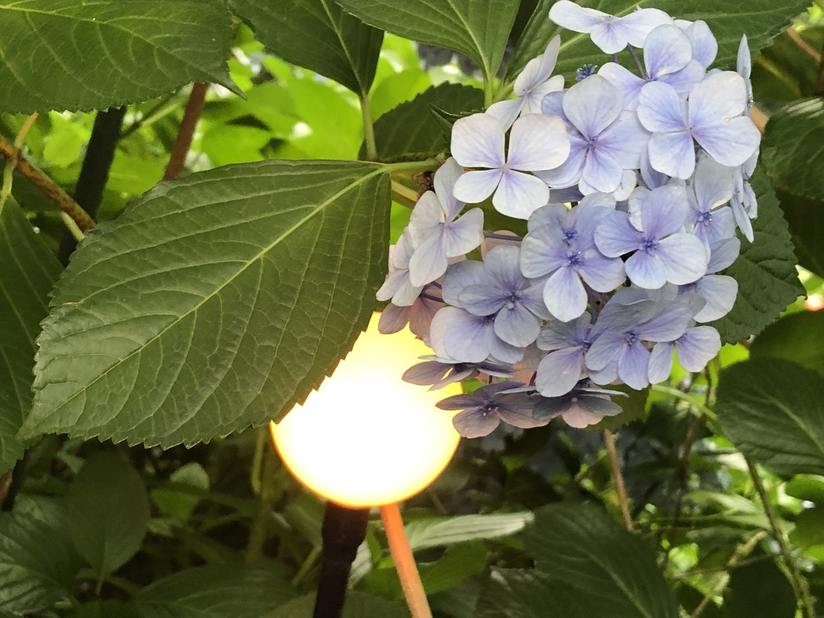 f:id:hideki-sansho:20190624135117j:plain f:id:hideki-sansho:20190624135117j:plain