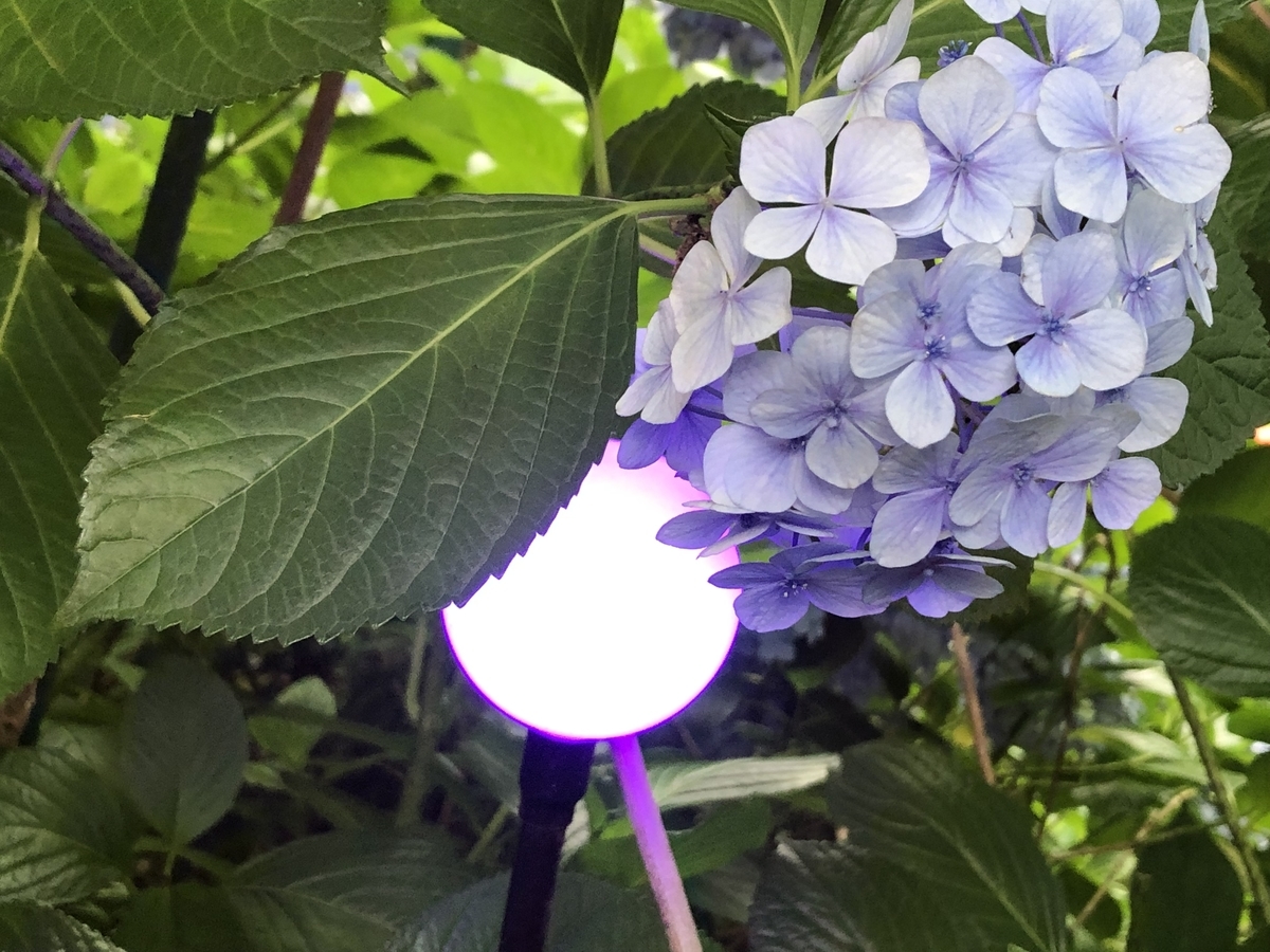 f:id:hideki-sansho:20190624135128j:plain f:id:hideki-sansho:20190624135128j:plain