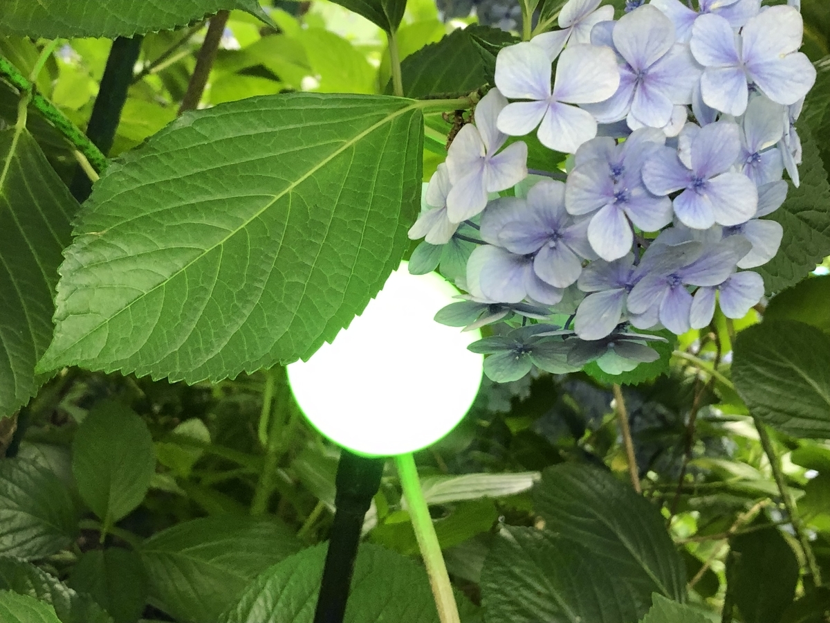 f:id:hideki-sansho:20190624135139j:plain f:id:hideki-sansho:20190624135139j:plain