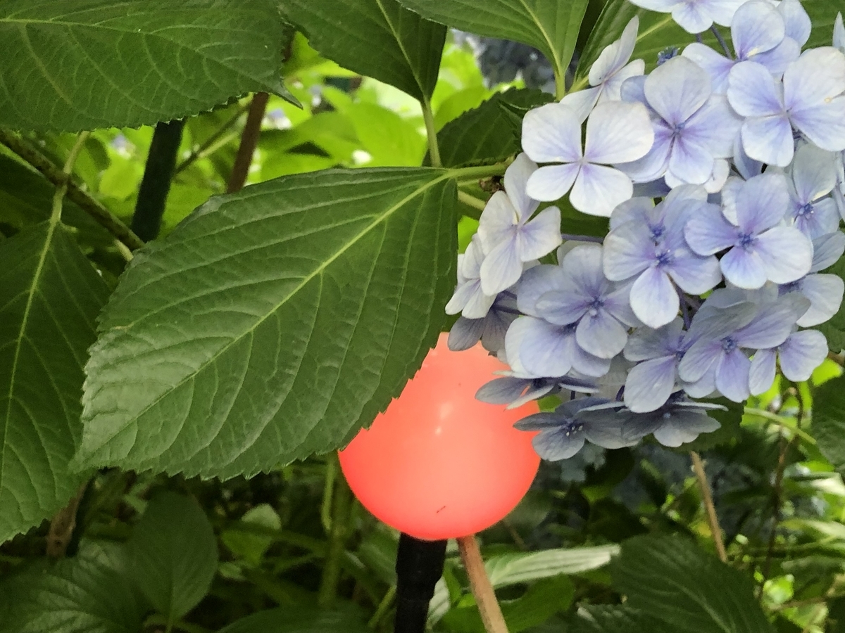 f:id:hideki-sansho:20190624135151j:plain f:id:hideki-sansho:20190624135151j:plain