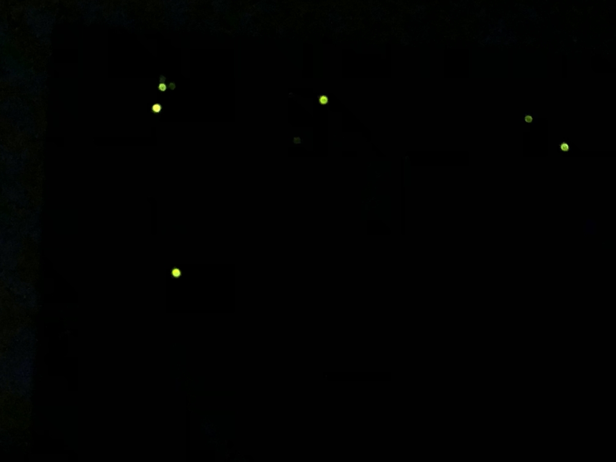 f:id:hideki-sansho:20190624165232j:plain f:id:hideki-sansho:20190624165232j:plain