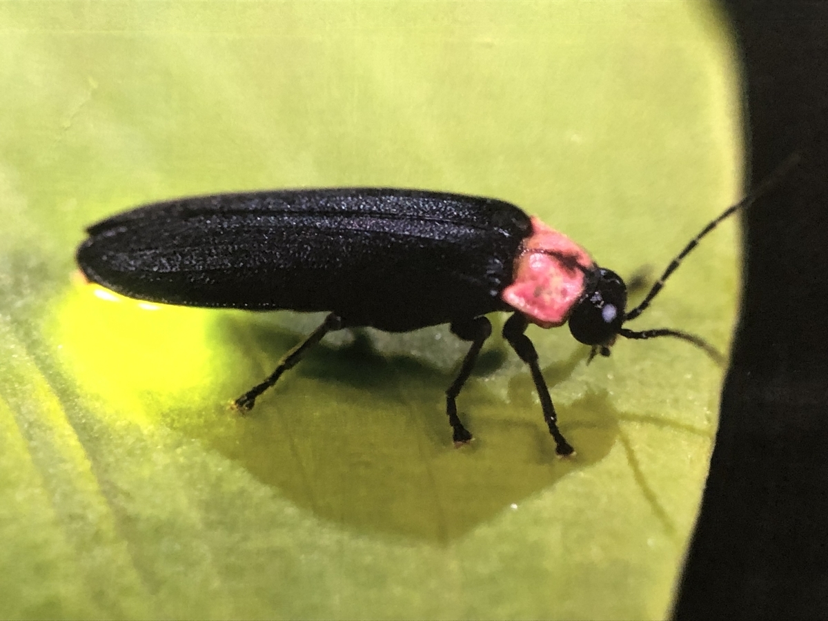 f:id:hideki-sansho:20190624165454j:plain f:id:hideki-sansho:20190624165454j:plain