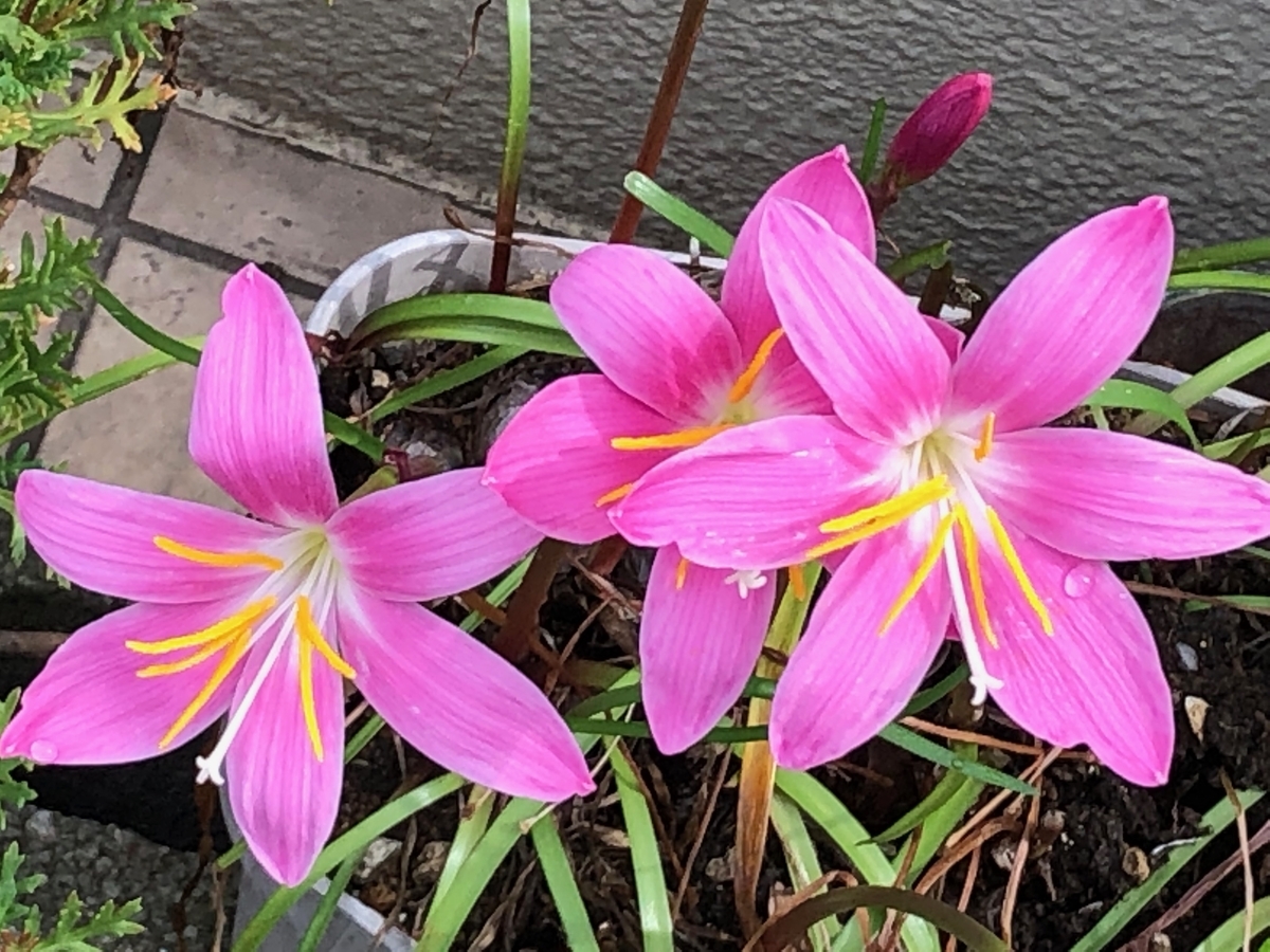 f:id:hideki-sansho:20190629172236j:plain f:id:hideki-sansho:20190629172236j:plain