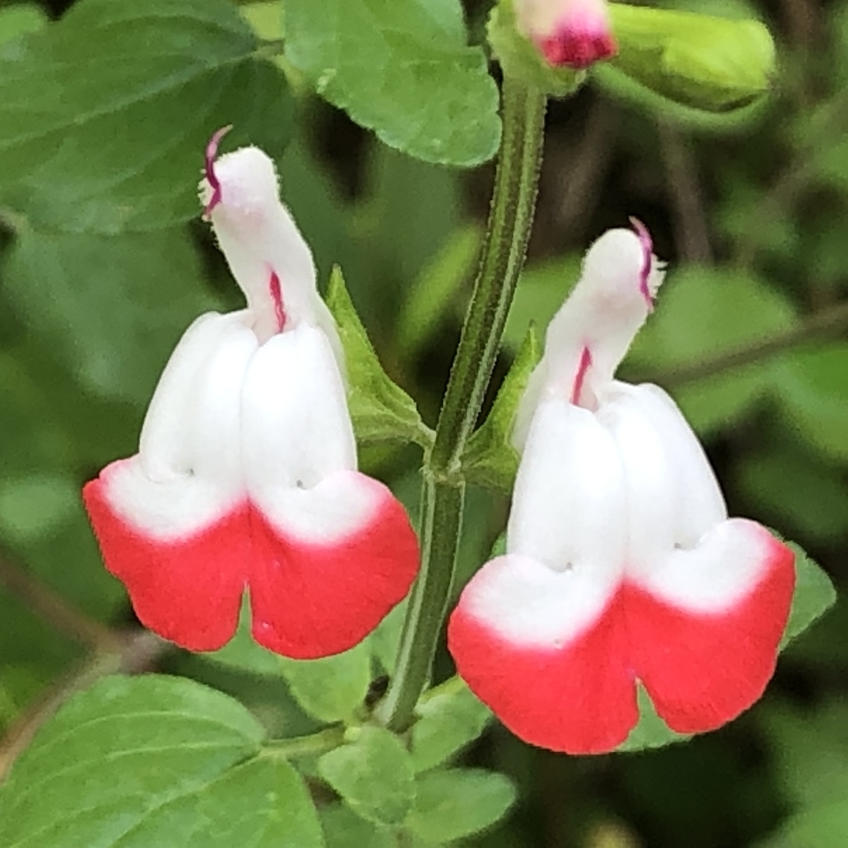 f:id:hideki-sansho:20190629190929j:plain f:id:hideki-sansho:20190629190929j:plain