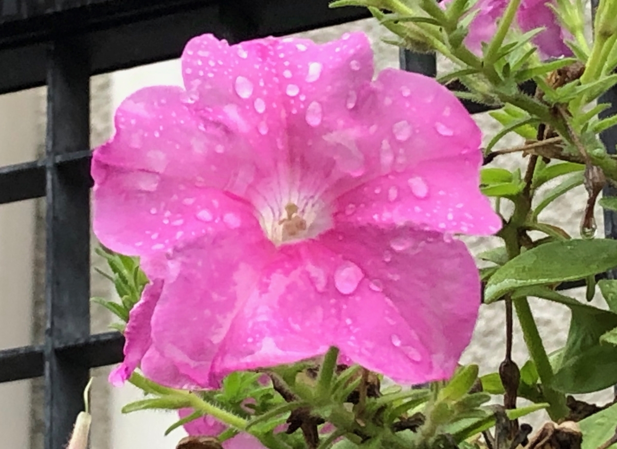 f:id:hideki-sansho:20190630202007j:plain