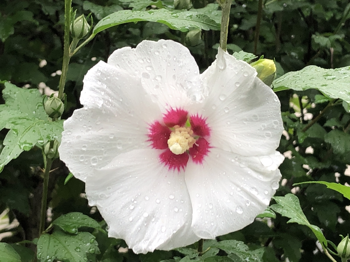 f:id:hideki-sansho:20190704214807j:plain f:id:hideki-sansho:20190704214807j:plain