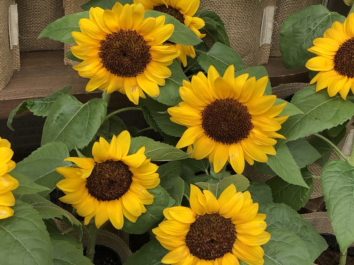 f:id:hideki-sansho:20190704214820j:plain f:id:hideki-sansho:20190704214820j:plain