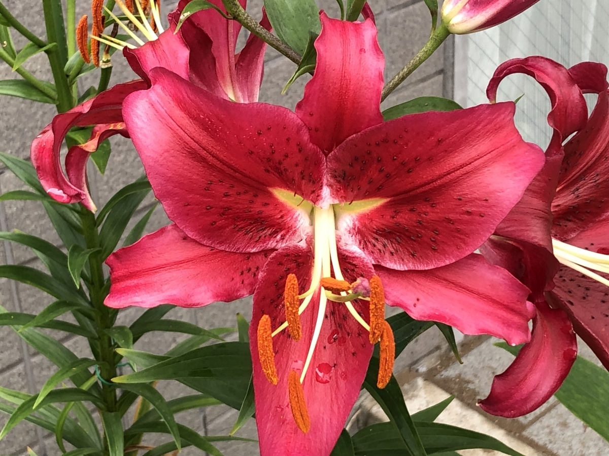 f:id:hideki-sansho:20190704220245j:plain f:id:hideki-sansho:20190704220245j:plain