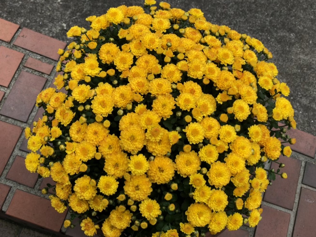 f:id:hideki-sansho:20190705180904j:plain