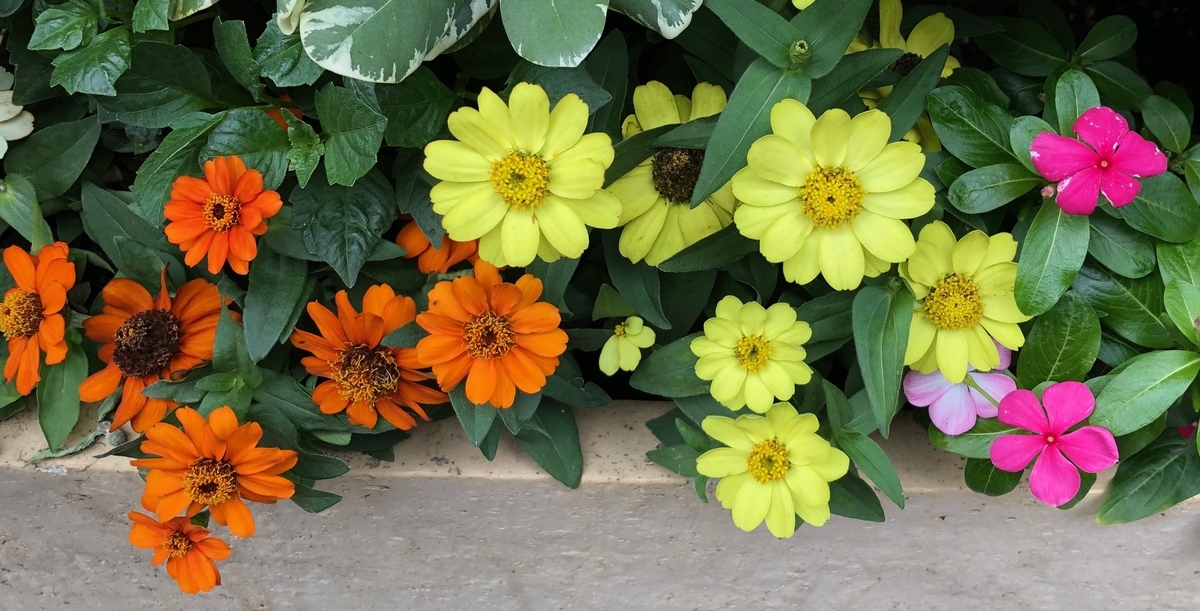 f:id:hideki-sansho:20190710173925j:plain