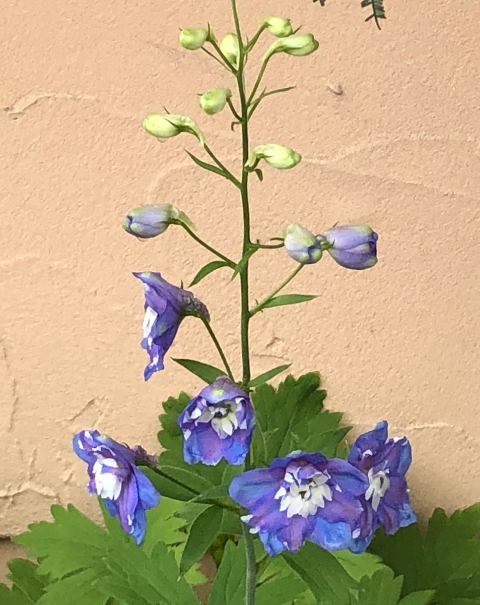 f:id:hideki-sansho:20190710174103j:plain