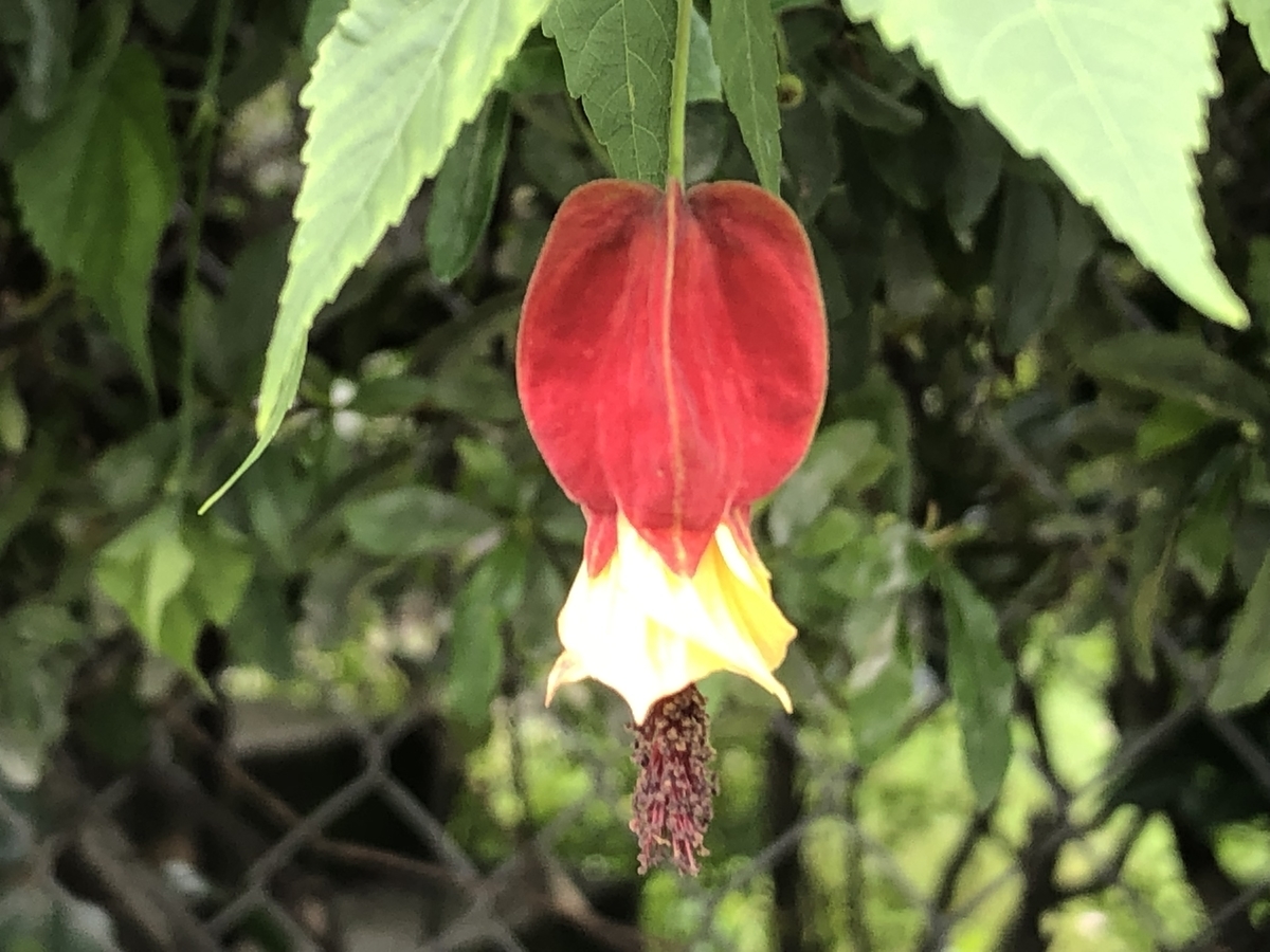 f:id:hideki-sansho:20190710174225j:plain