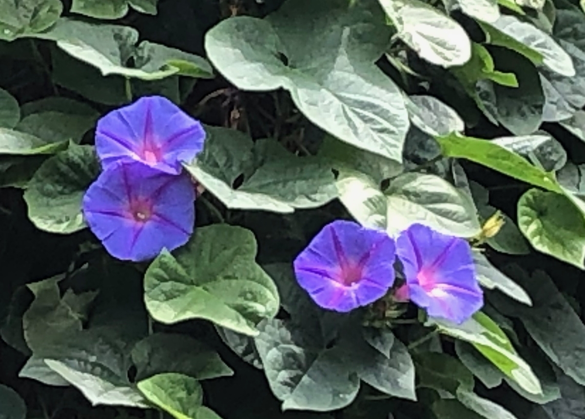 f:id:hideki-sansho:20190710174237j:plain