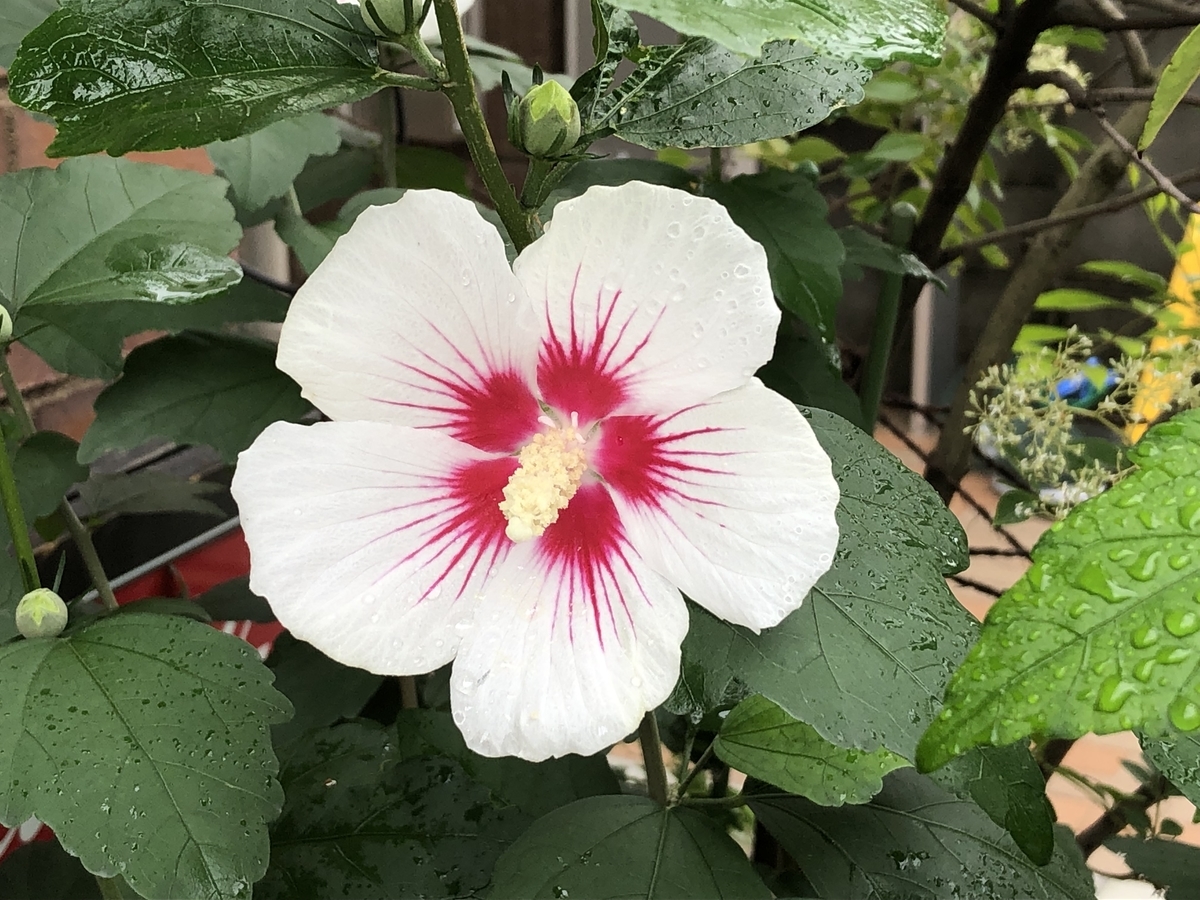 f:id:hideki-sansho:20190716163829j:plain