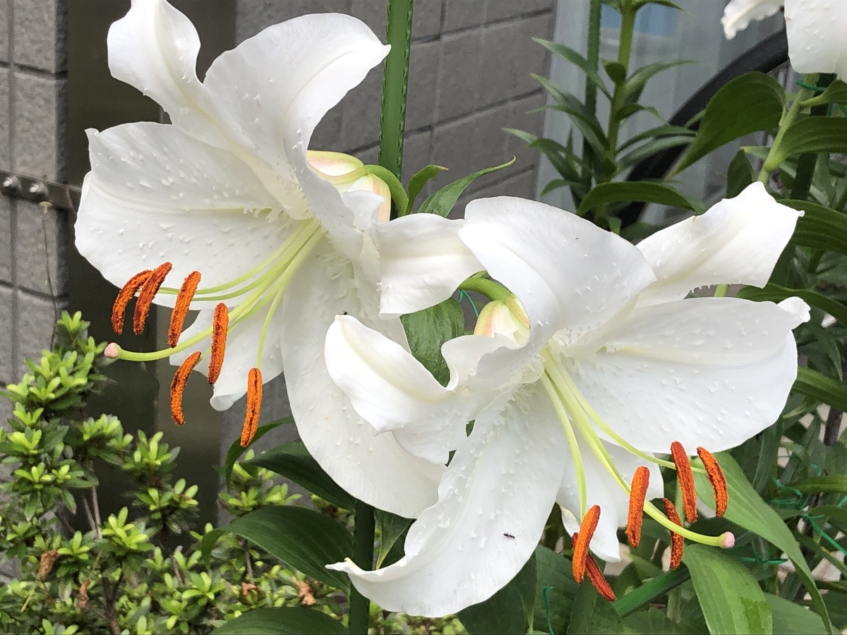 f:id:hideki-sansho:20190720105001j:plain